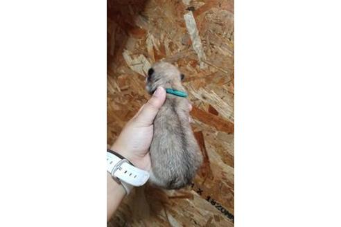 成約済の北海道のその他の犬種-45160の5枚目